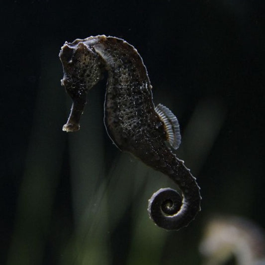 Captive Bred Kuda Seahorse