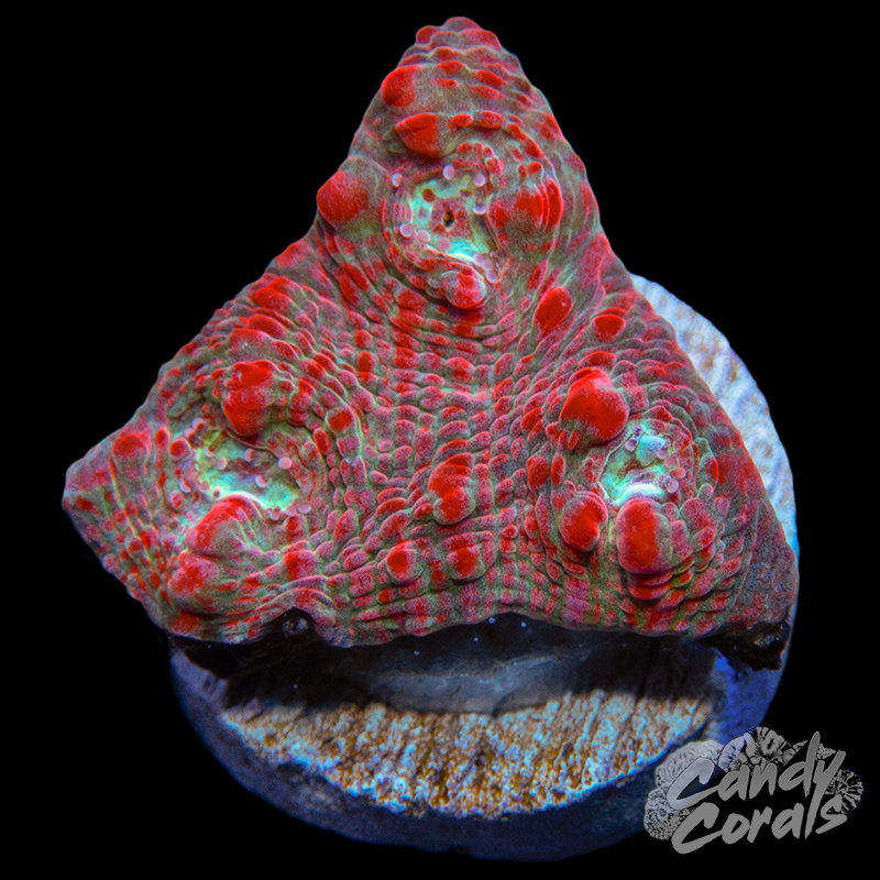 Mistletoe Chalice Frag C12