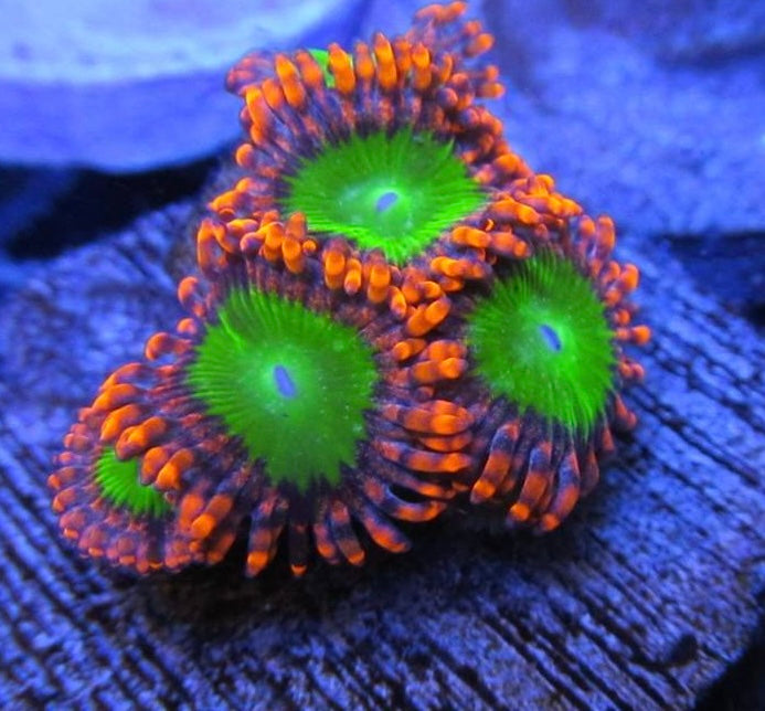 Electric Oompa Lompa Zoanthid Frag (3-5 Polyps)