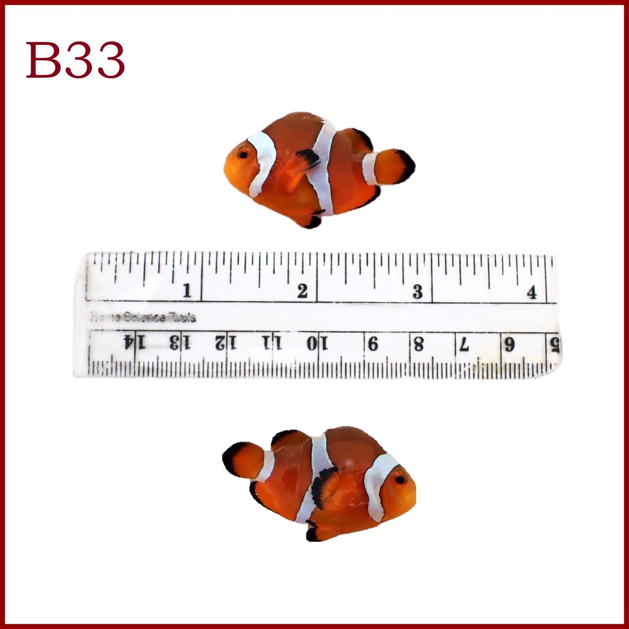 Captive Bred Stubby Clownfish WYSIWYG B33