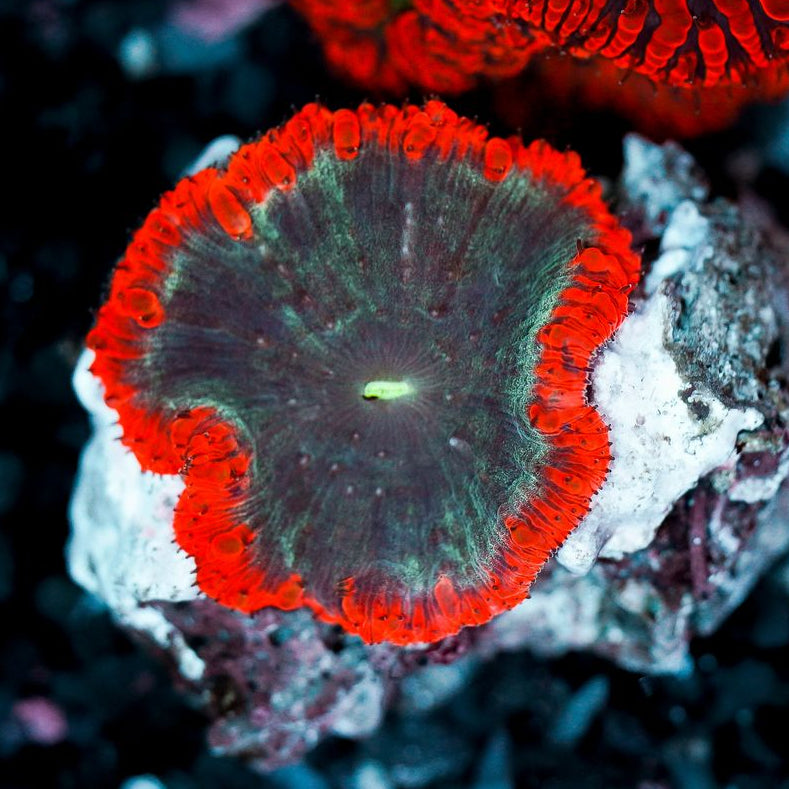 Blastomussa Colony WYSIWYG 41