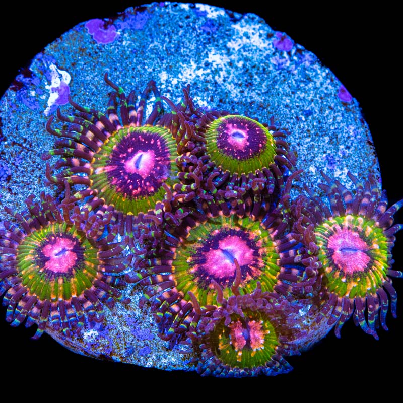 Pink Krakatoa Zoanthid Frag (3 - 5 Polyps)