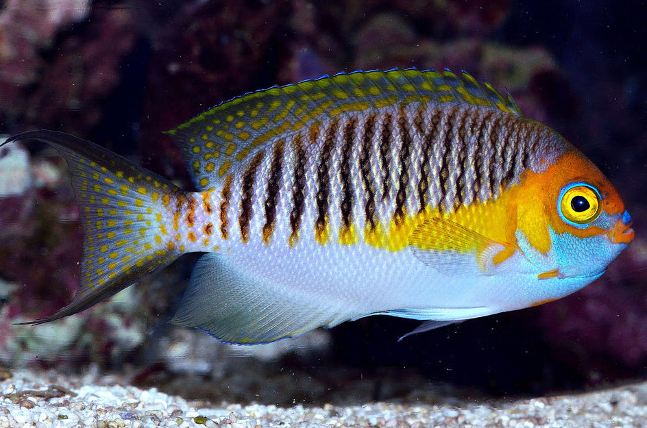 Japanese Male Swallowtail Angelfish