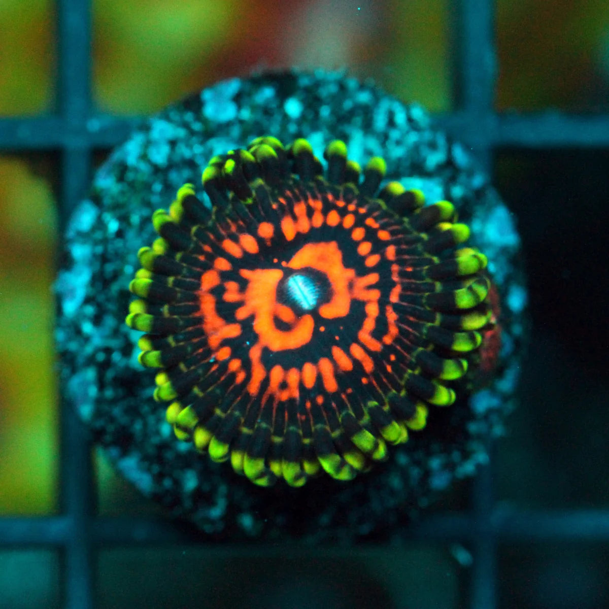 Reverse Hallucination Zoa Frag (2-3 Polyp Frag) Z3