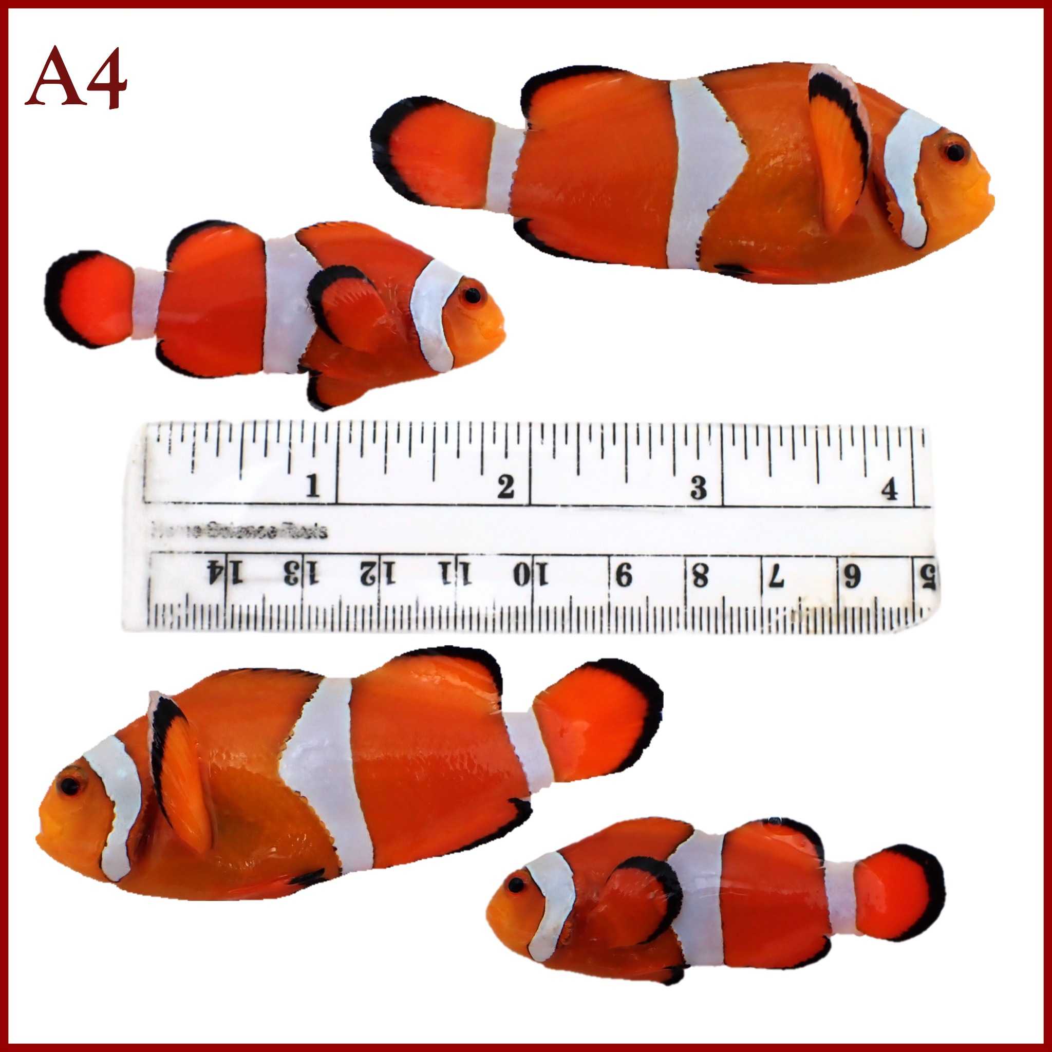 Breeding Pair of Ocellaris Clownfish WYSIWYG A4