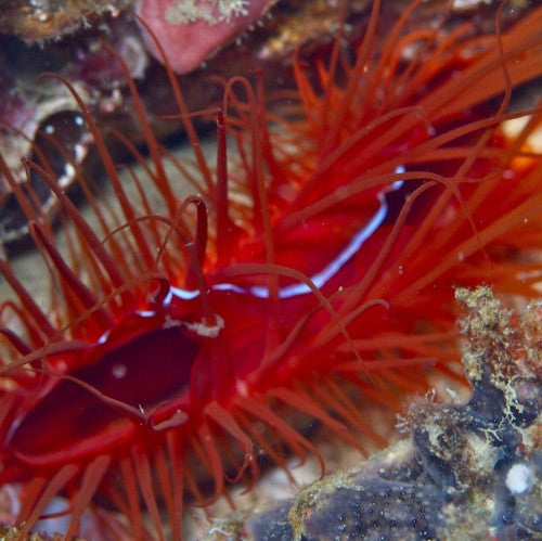 Electric Flame Scallop