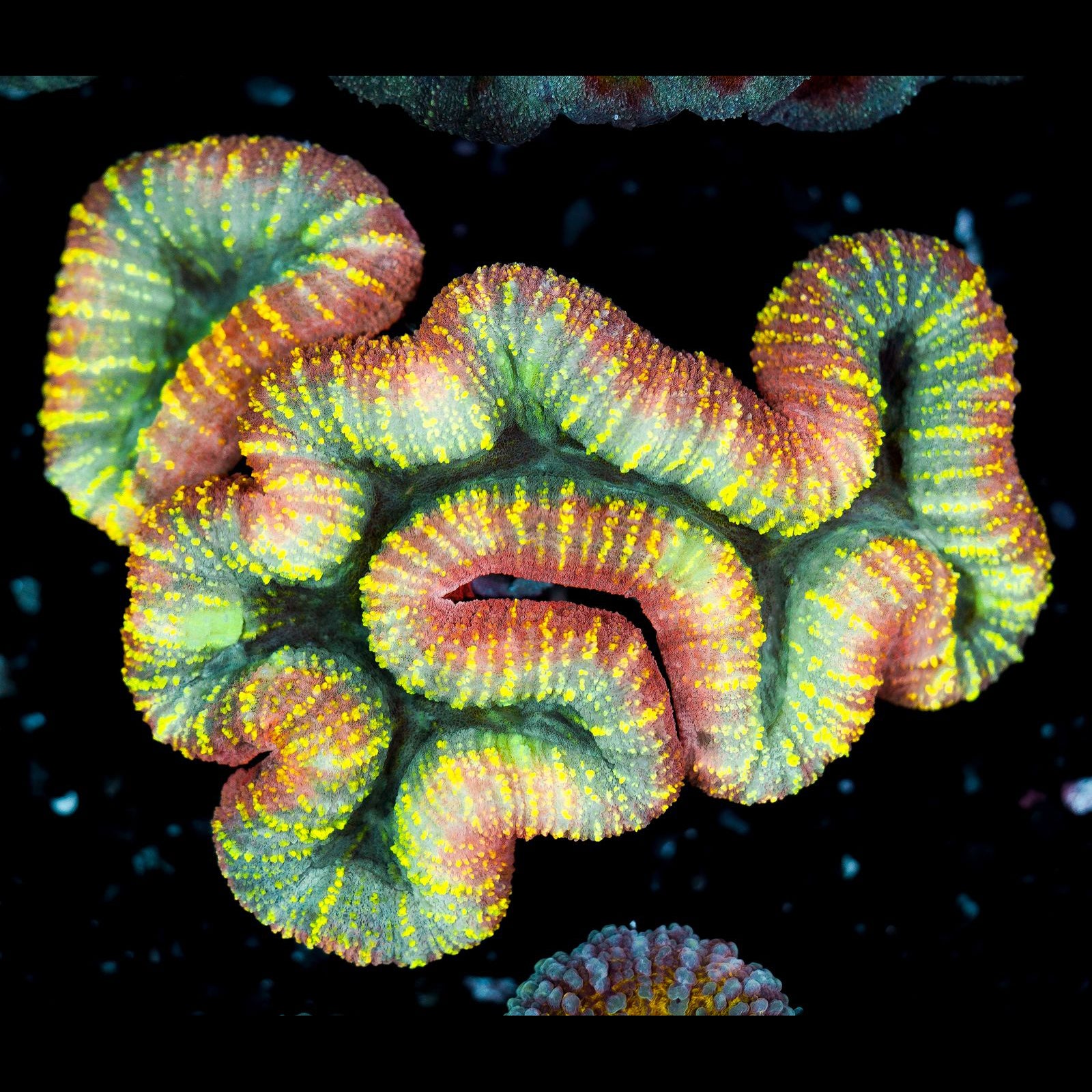 New Arrivals! – Candy Corals
