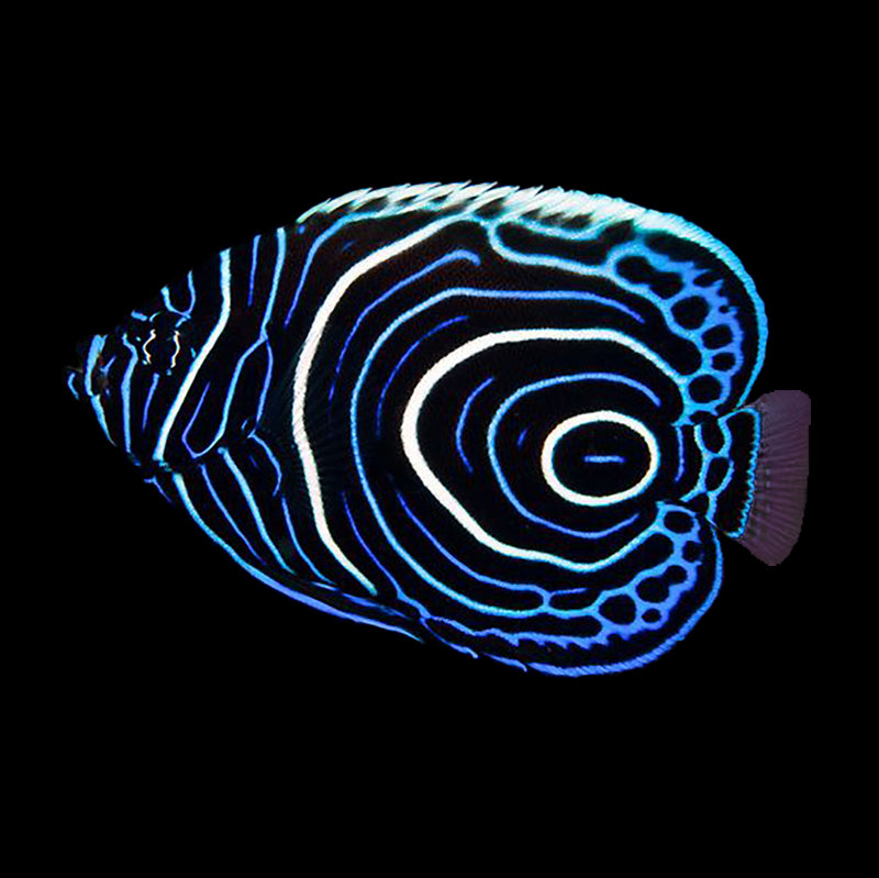 Captive Bred Juvenile Emperor Angelfish