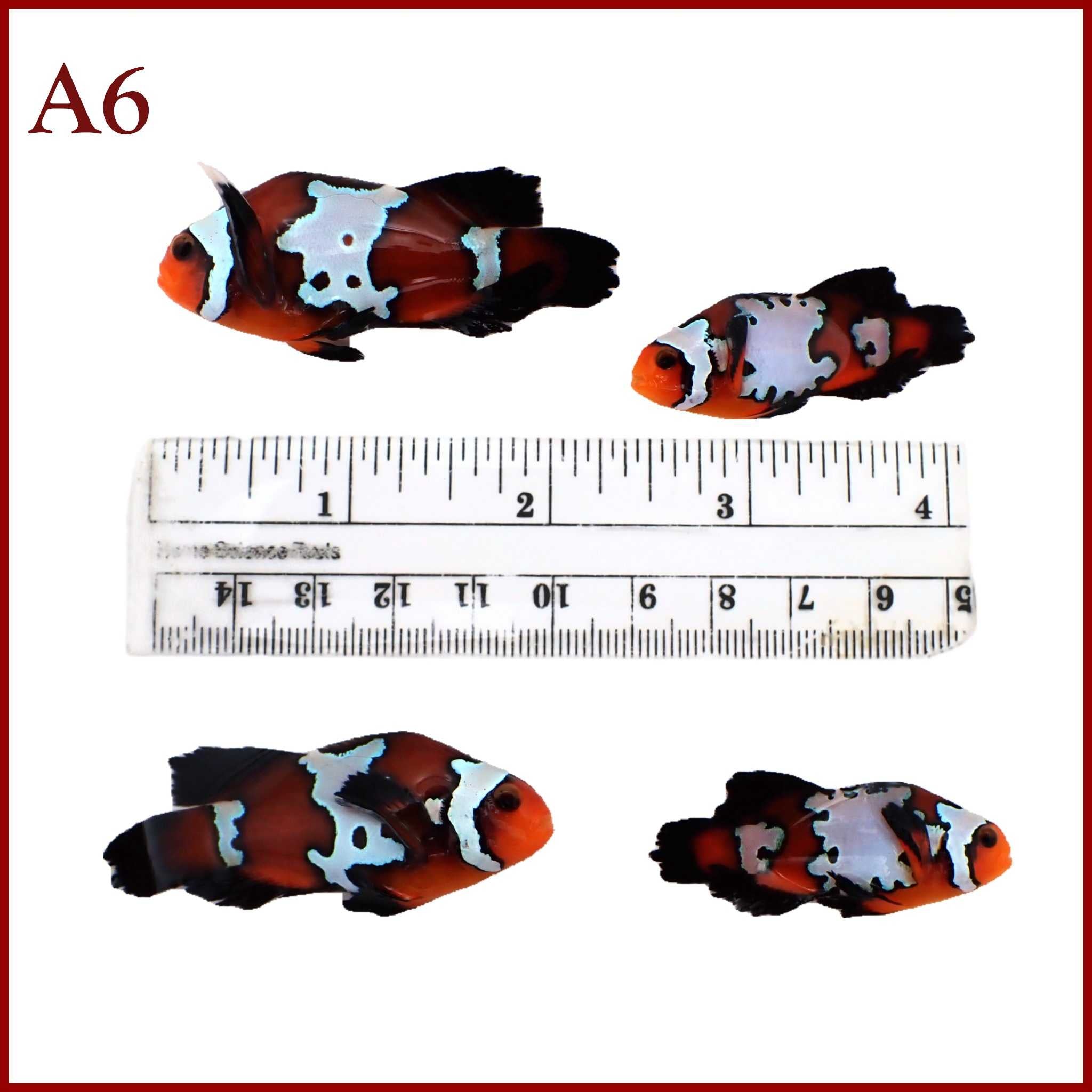 WYSIWYG Jumbo Blacker Ice Longfin Clownfish Pair 3