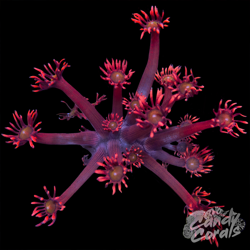 Pink Yellow Centred Goniopora Frag