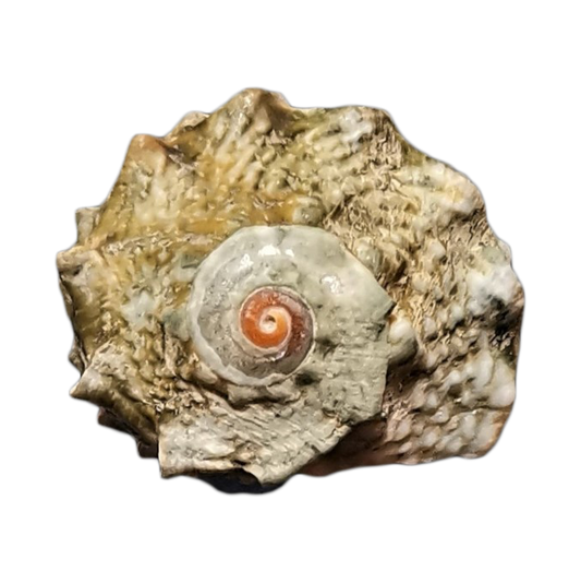 Crowned Turbo Snail