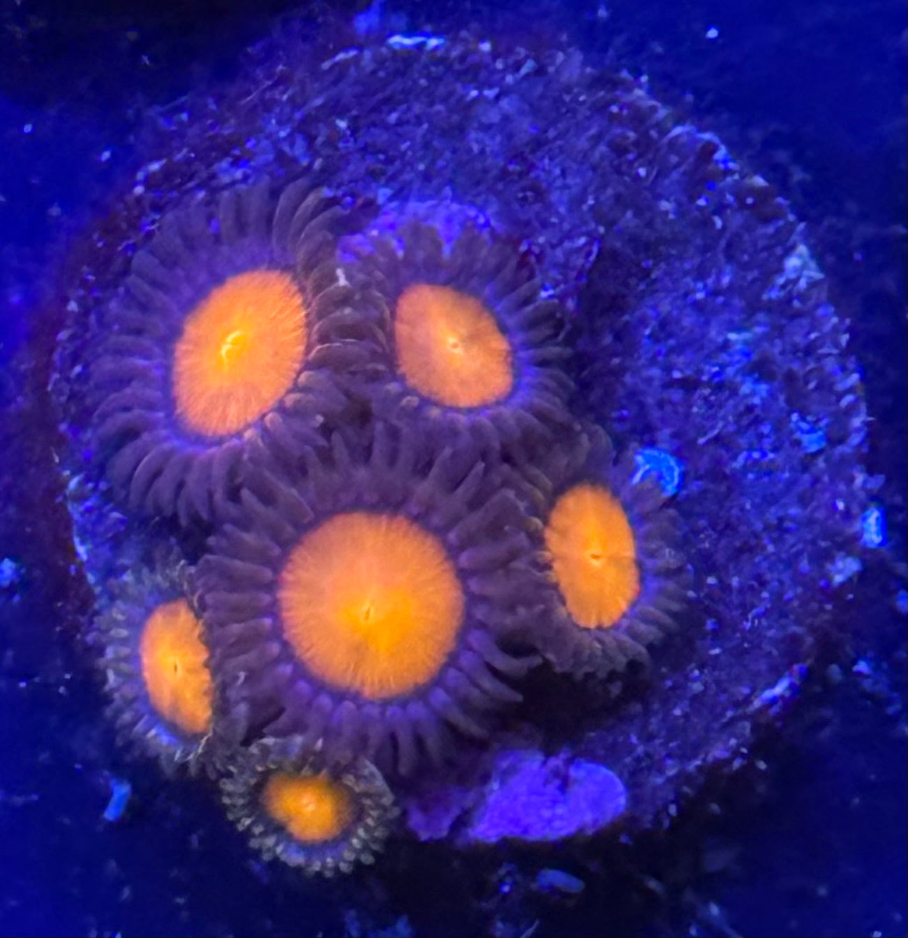 Burning Man Zoa Frag Z52