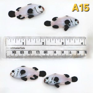 WYSIWYG Bonded Pair Dalmation Clownfish