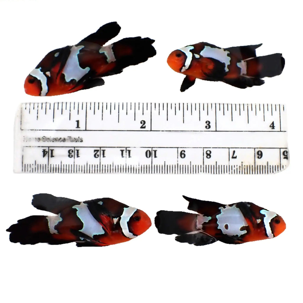 Bonded Pair Blacker Ice Longfin Clownfish 4