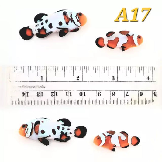 WYSIWYG Bonded Mixed Designer Pair Clownfish