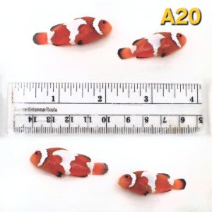 WYSIWYG Bonded Pair Tangerine Snowflake Clownfish