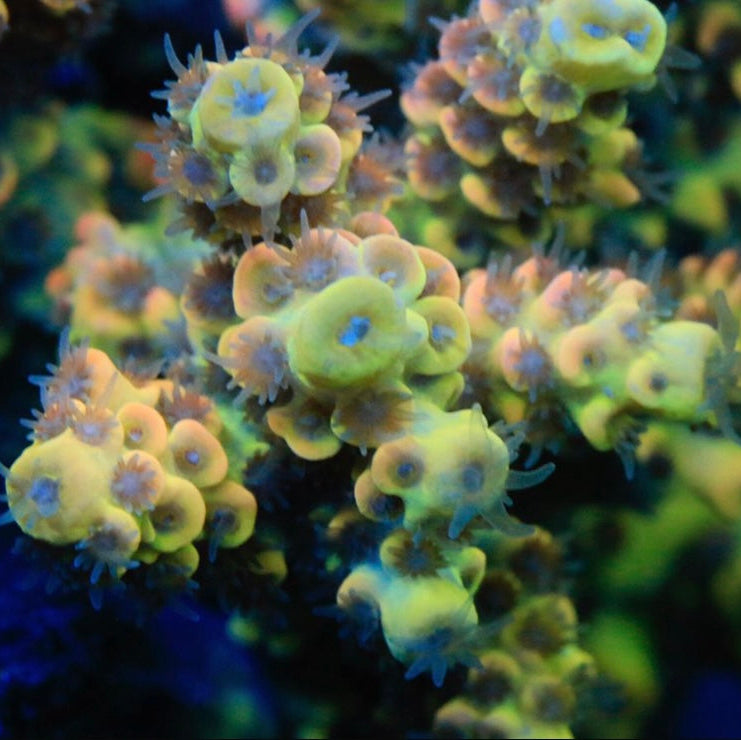 Bk Chem Fruit Loops Acropora Sp. Frag A35