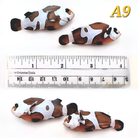 WYSIWYG Bonded Pair Jumbo Mocha Storm Clownfish