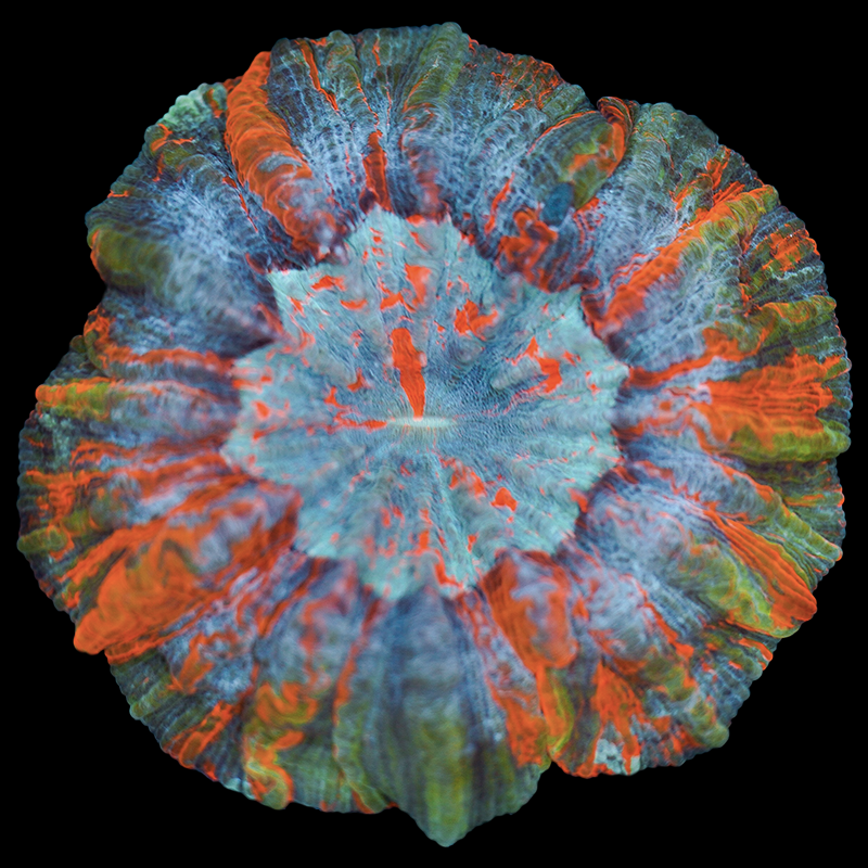 Rainbow Acanthophyllia WYSIWYG 96