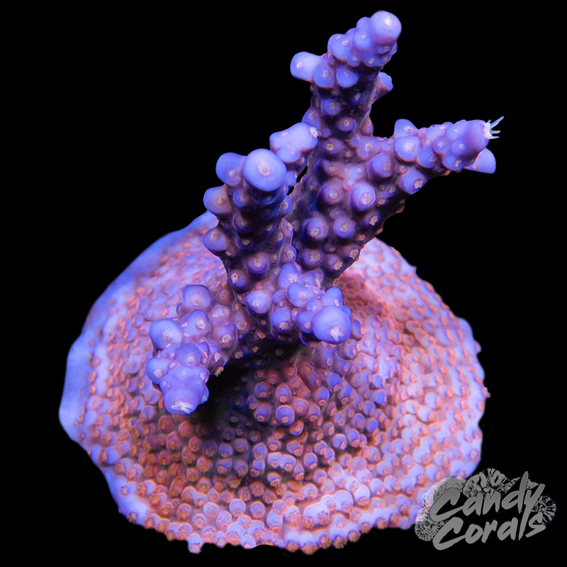 TSA Goliath Acropora Coral A40