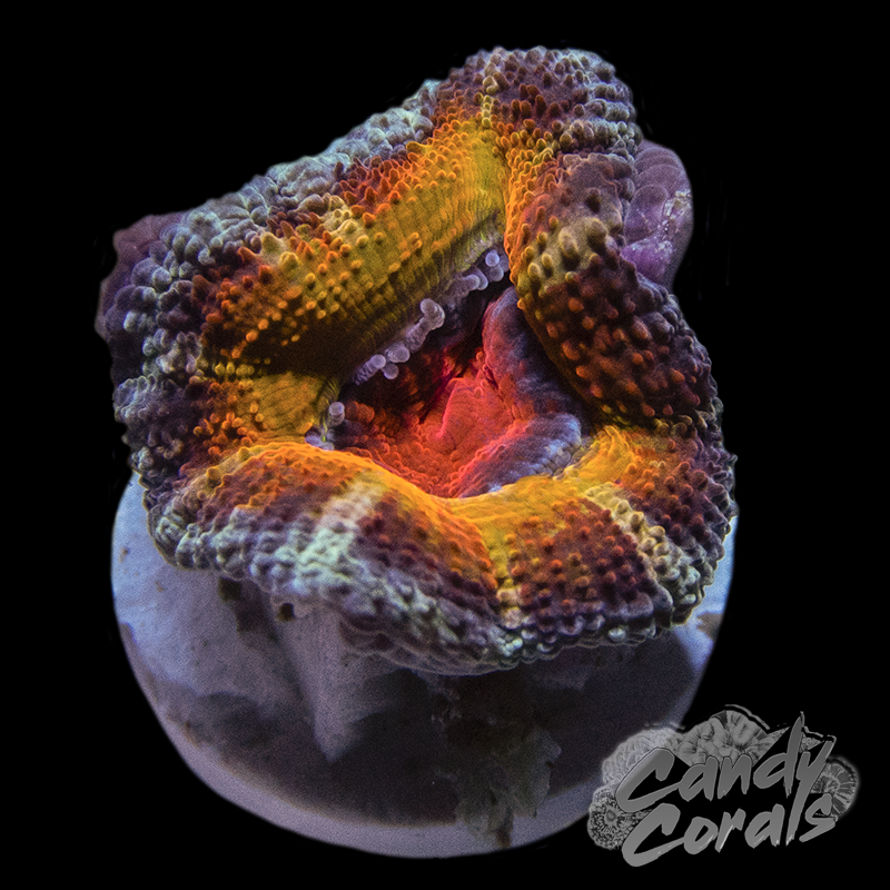 Assorted Single Polyp Ultra Rainbow Acan Lord - Various Patterns/Colours
