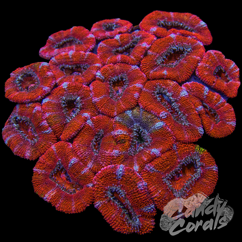 Ultra Acan Lord WYSIWYG 5