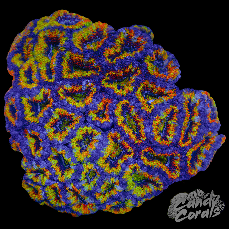Ultra Acan Colony WYSIWYG 16