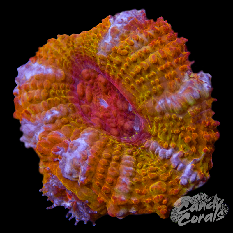 Orange Marmalade Acan Lord Per Polyp L8