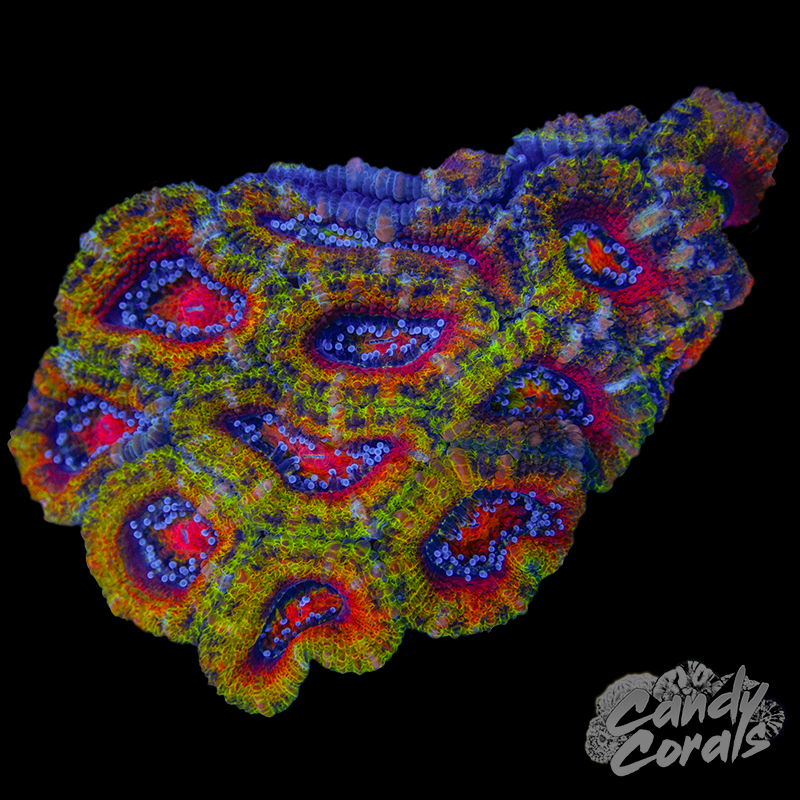 Ultra Acan Lord WYSIWYG 15