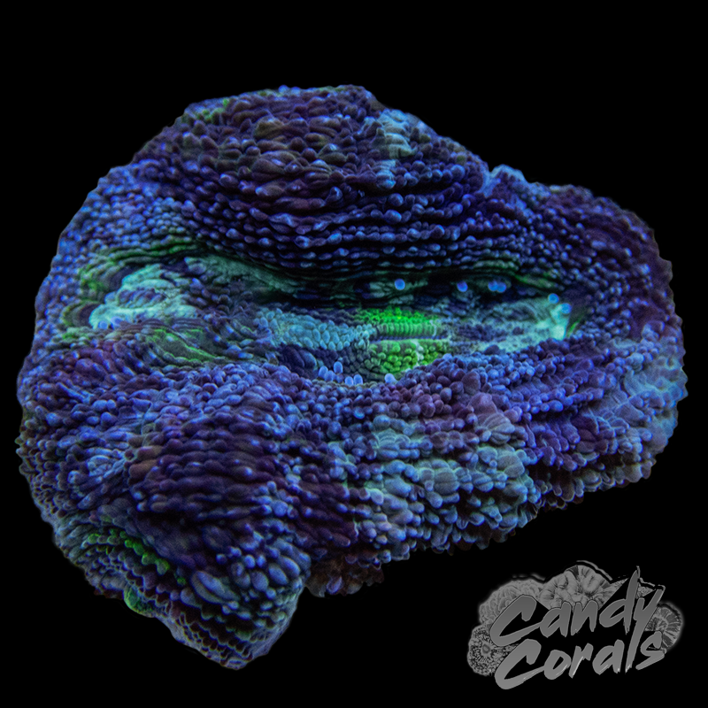 Frosty Purple and Green Acan Bowerbanki Frag