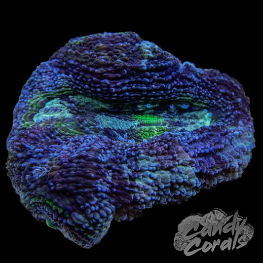 Frosty Purple and Green Acan Bowerbanki Frag