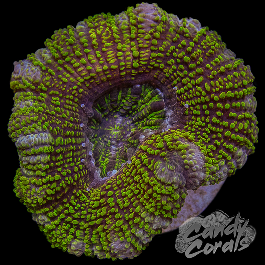 Golden Era Indo Acan Lord Per Polyp