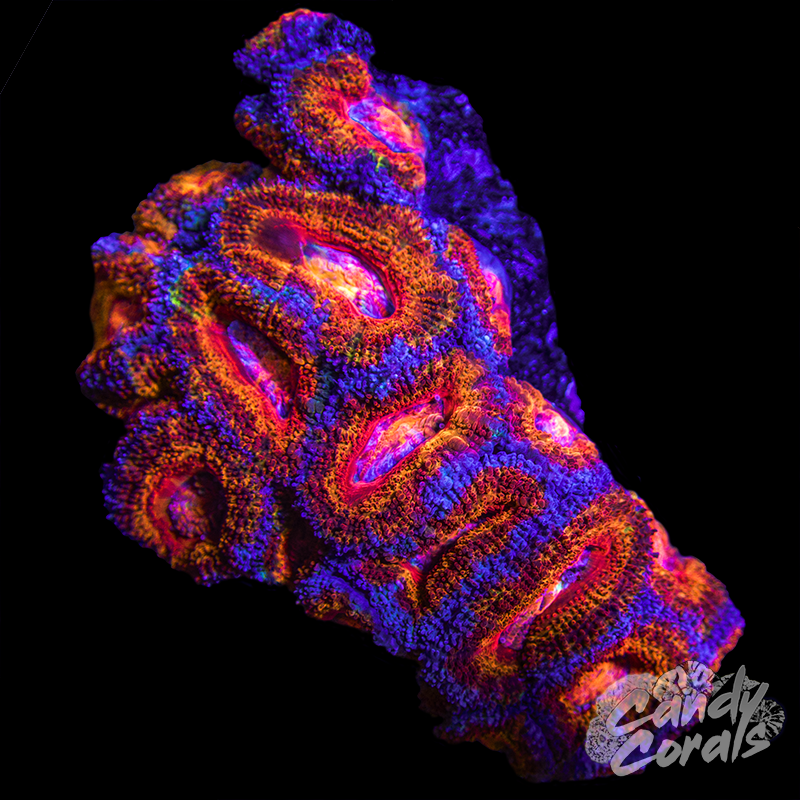 Ultra Acan Lord WYSIWYG 98