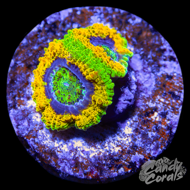 Mardi Gras Acan Lord Frag