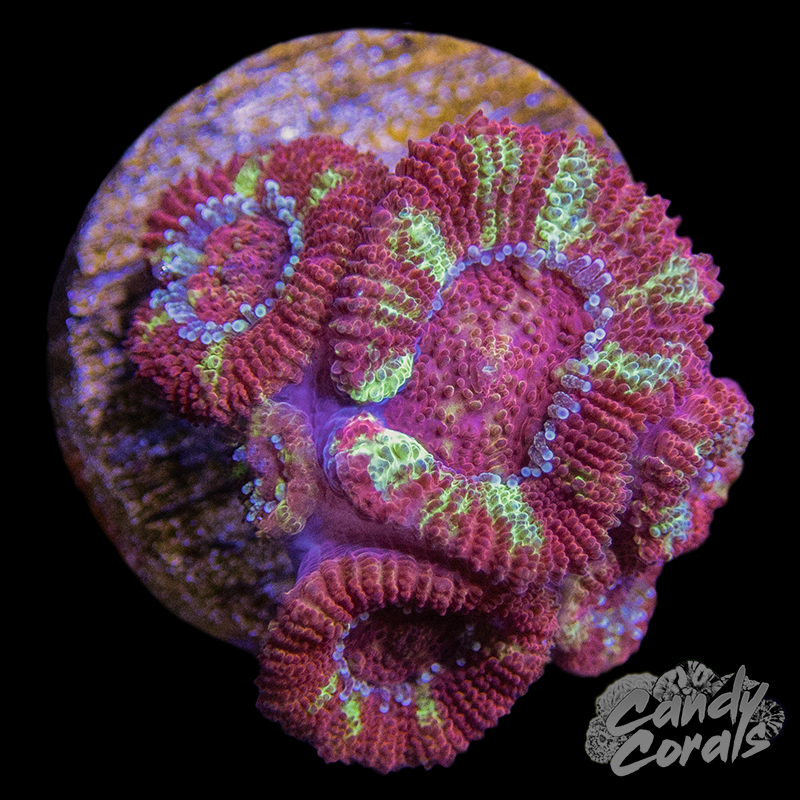Teal Stripe Acan Micromussa