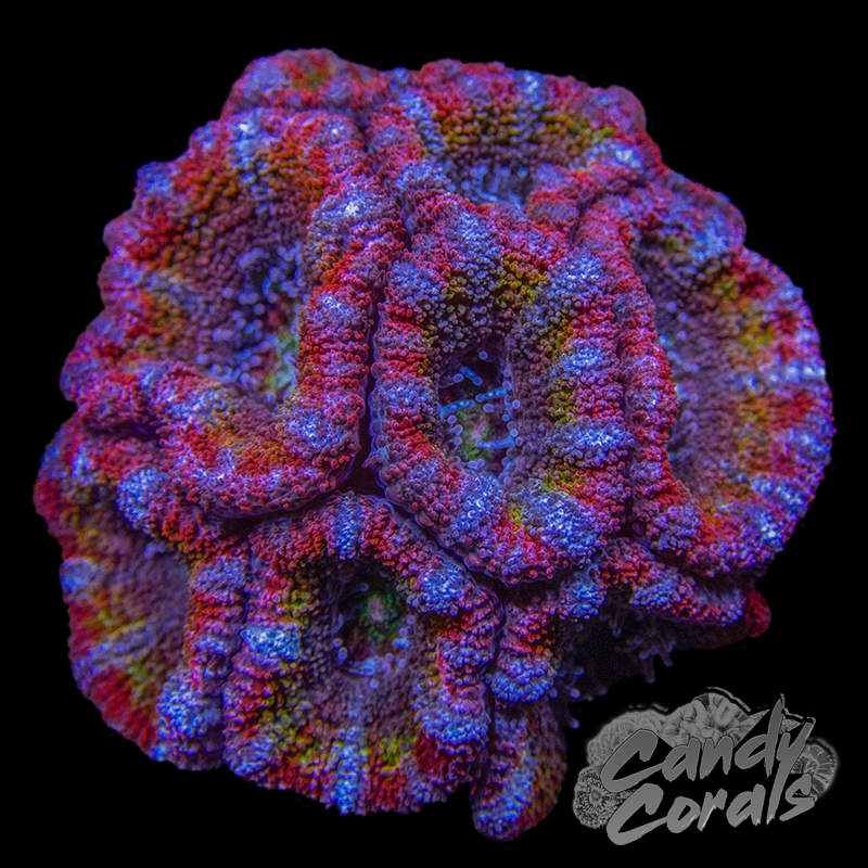 Aquacultured Rainbow Acan Lord WYSIWYG