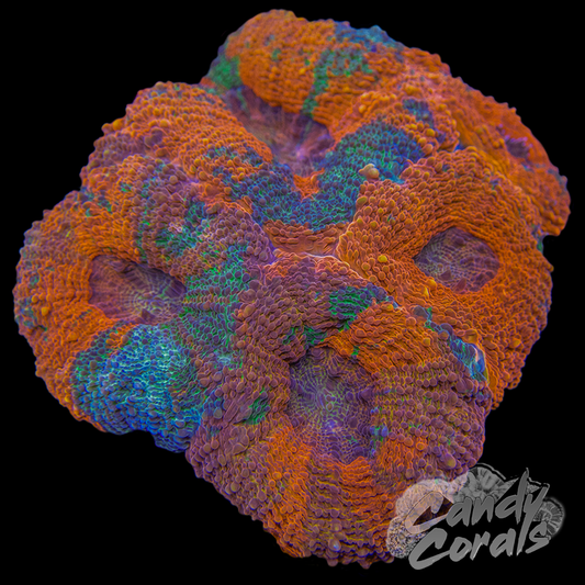 Rainbow Ultra Acan Echinata Colony