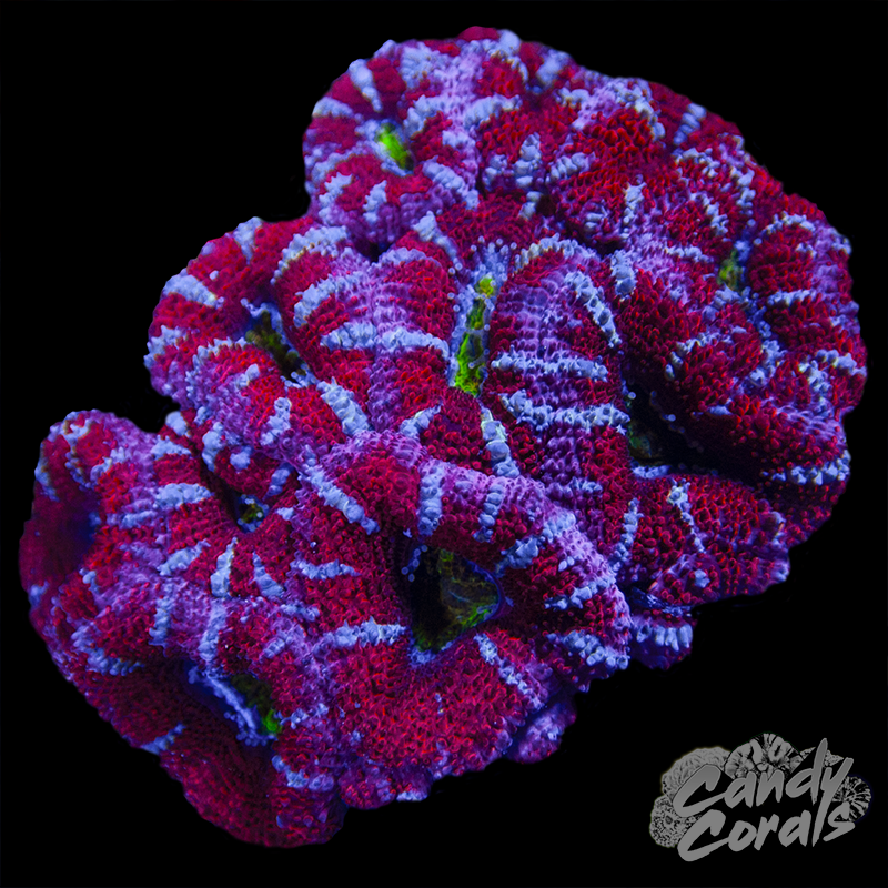 Ultra Acan Lord WYSIWYG 27