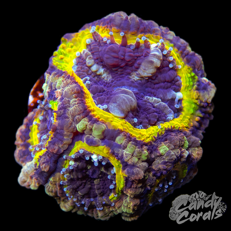 Starlight Ultra Acan Lord Single head L15