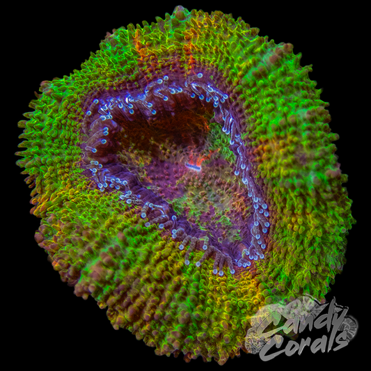 Shrek Ultra Acan Lord Per Polyp