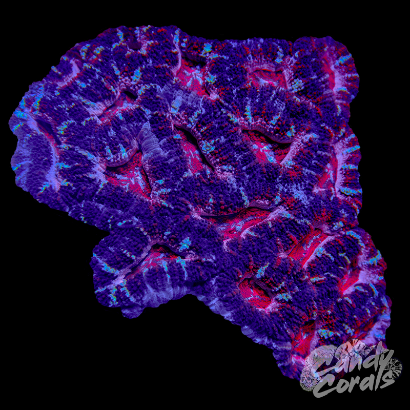 Small Acan Lord Colony WYSIWYG 68