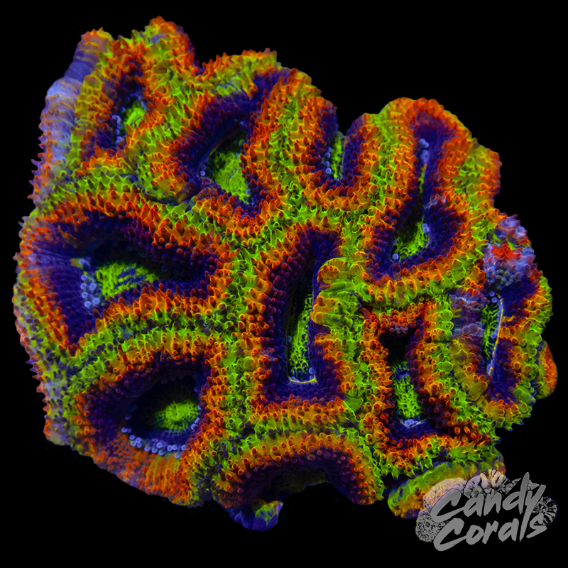 Ultra Acan Lord WYSIWYG 23