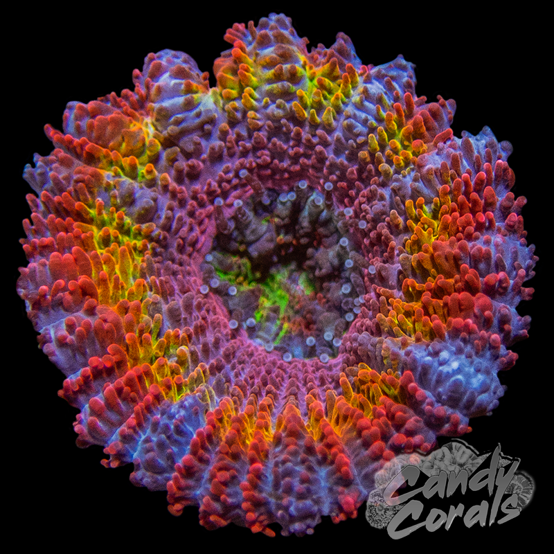 End Game Ultra Acan Lord Per Polyp L12