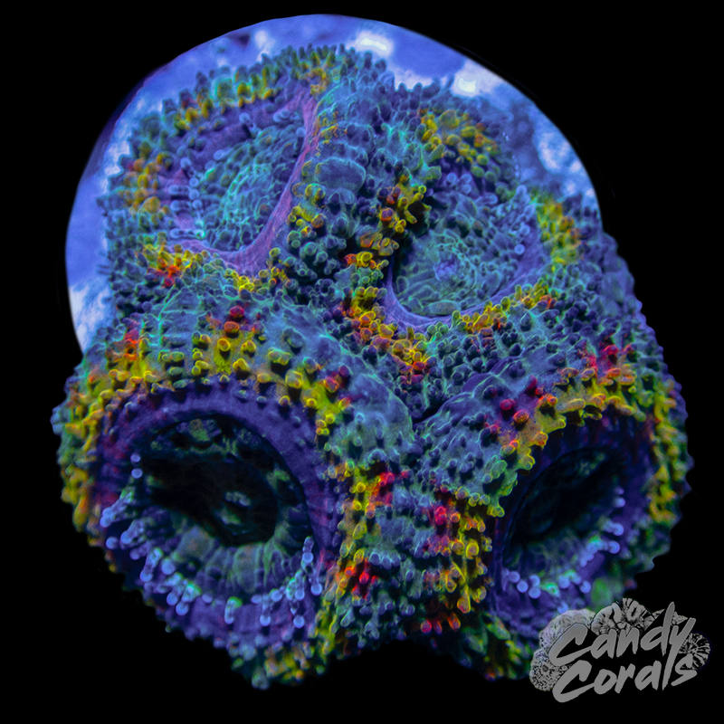 Lucky Stars Acan Lord Frag