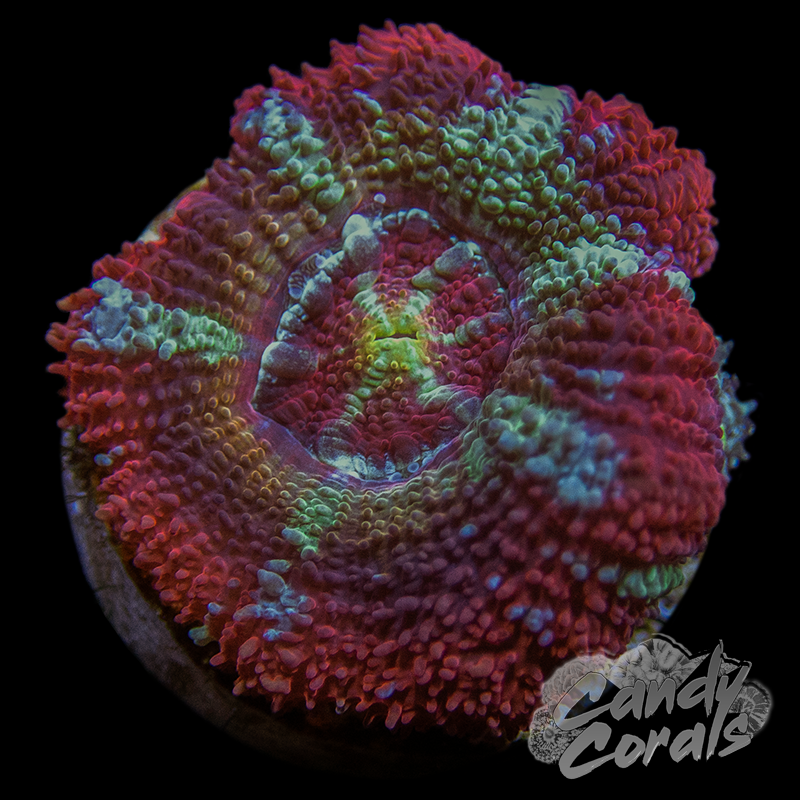 Cranberry Splash Ultra Acan Lord Frag