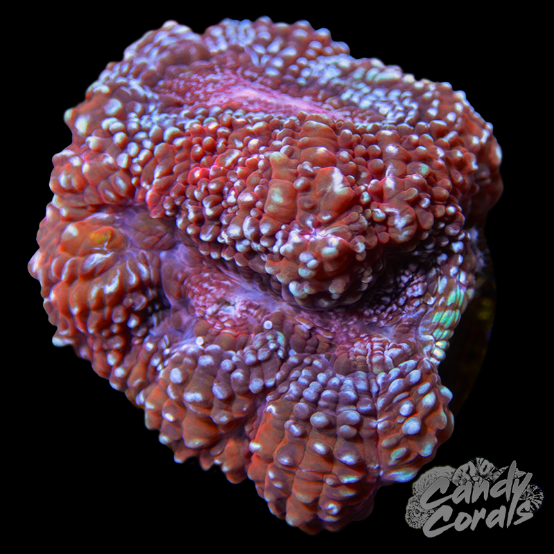 Pink Acan and White Acan Bowerbanki Frag