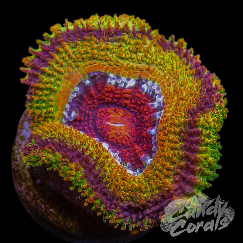 Jawbreaker Ultra Acan Lord Per Polyp