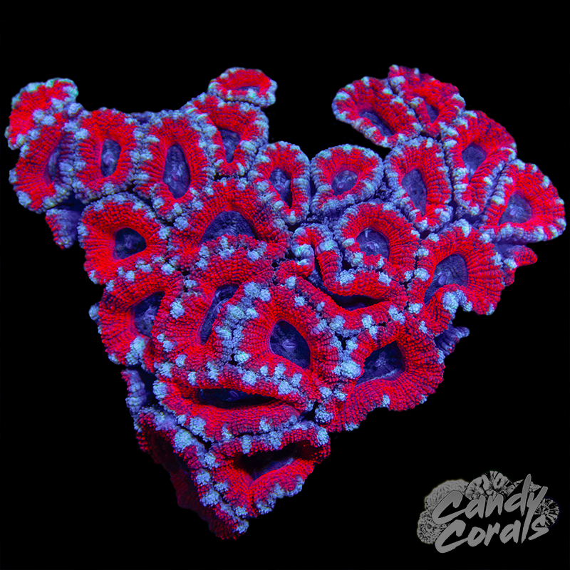 Red and Blue Acan Lord Colony WYSIWYG 30