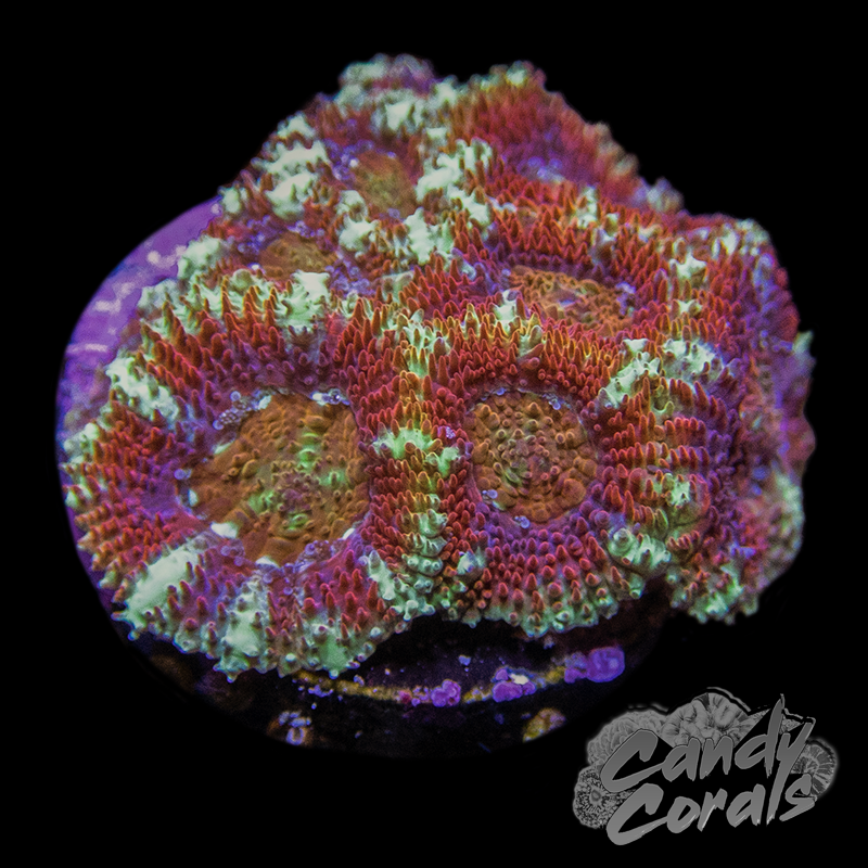 Inferno Acan Micromussa Frag