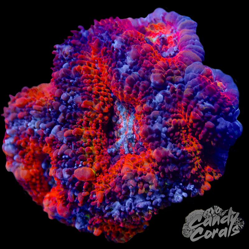 Acan Lord WYSIWYG 92